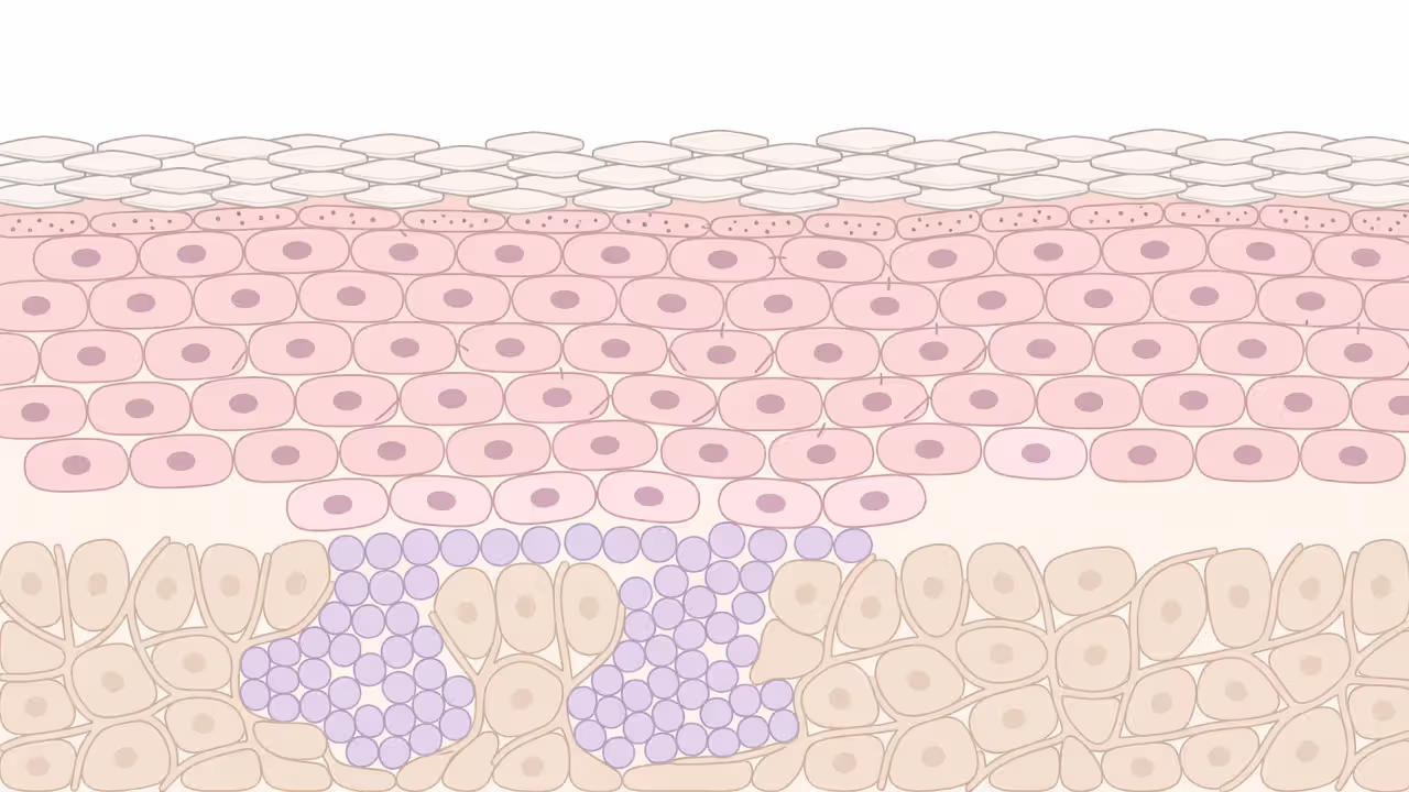 Illustration of skin cell renewal cycle through epidermal layers